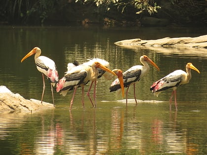 ranganathittu bird sanctuary mysore