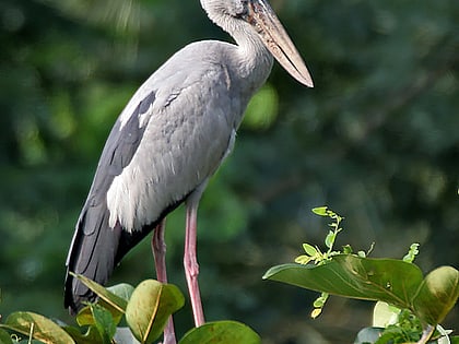 udayamarthandapuram bird sanctuary