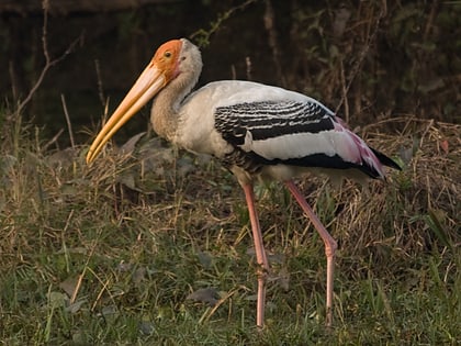 tiruvidaimarudur conservation reserve