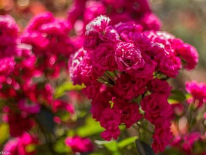 rose garden munnar