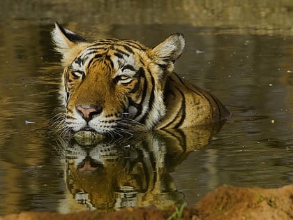 sariska tiger reserve and national park