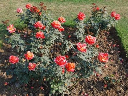 rose garden nueva delhi