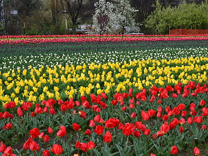 jardin conmemorativo de tulipanes indira gandhi srinagar