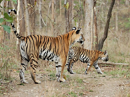 achanakmar wildlife sanctuary