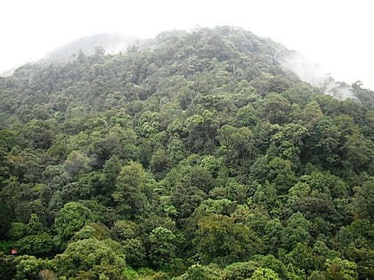 Forêts pluviales de montagne des Ghats occidentaux du Sud