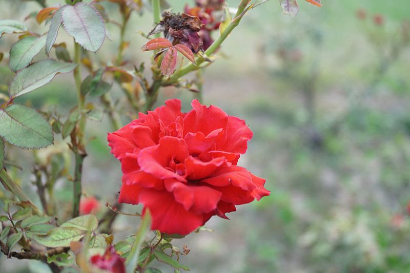 Rose Garden, Chandigarh