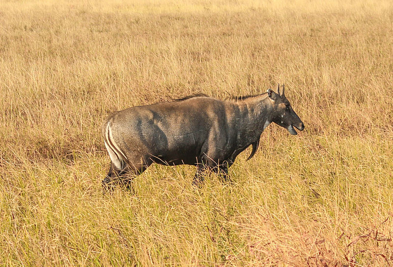 Parc national de Velavadar