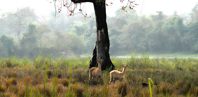 Parque nacional de Kaziranga