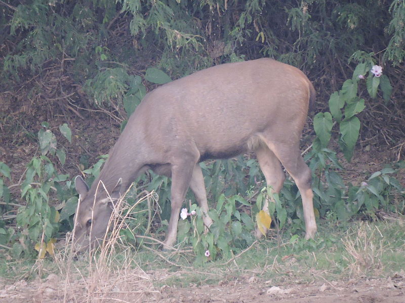 Anerdam Wildlife Sanctuary