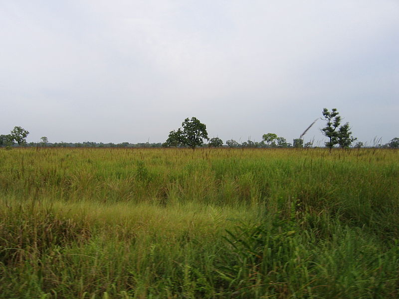 Parque nacional de Kaziranga