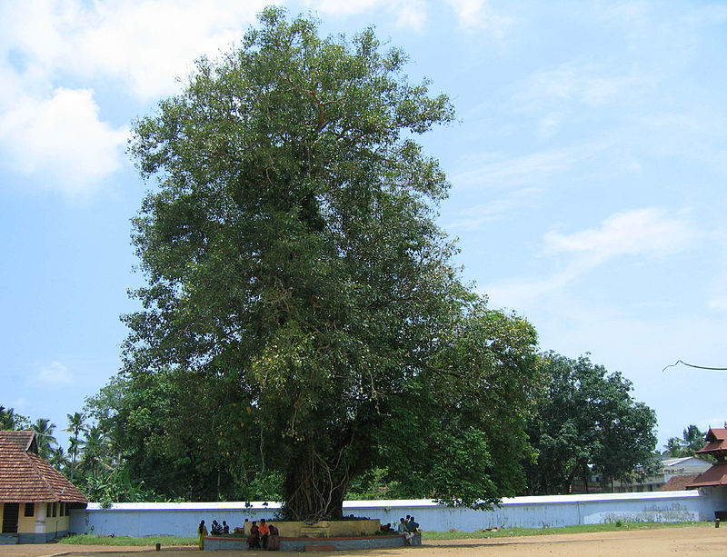 Vaikom Sree Mahadeva Temple