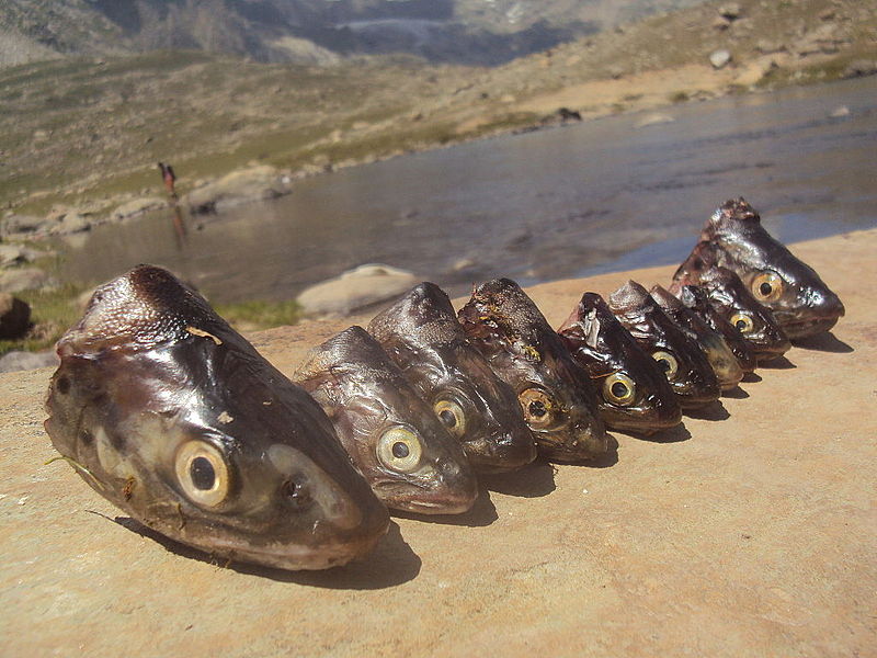 Gangabal Lake