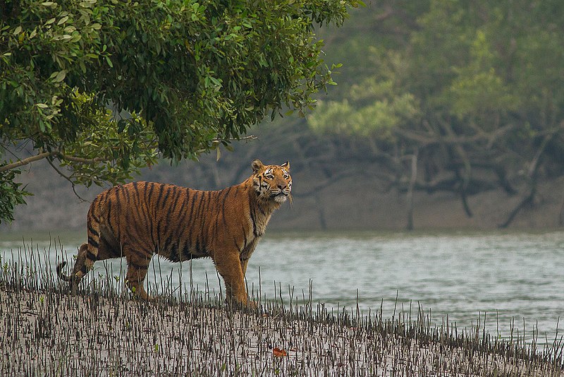 Parc national des Sundarbans
