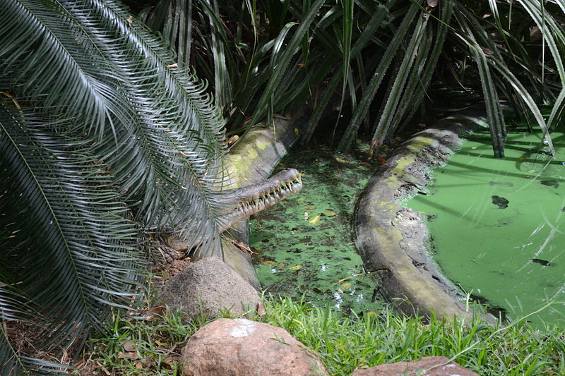 Madras Crocodile Bank Trust