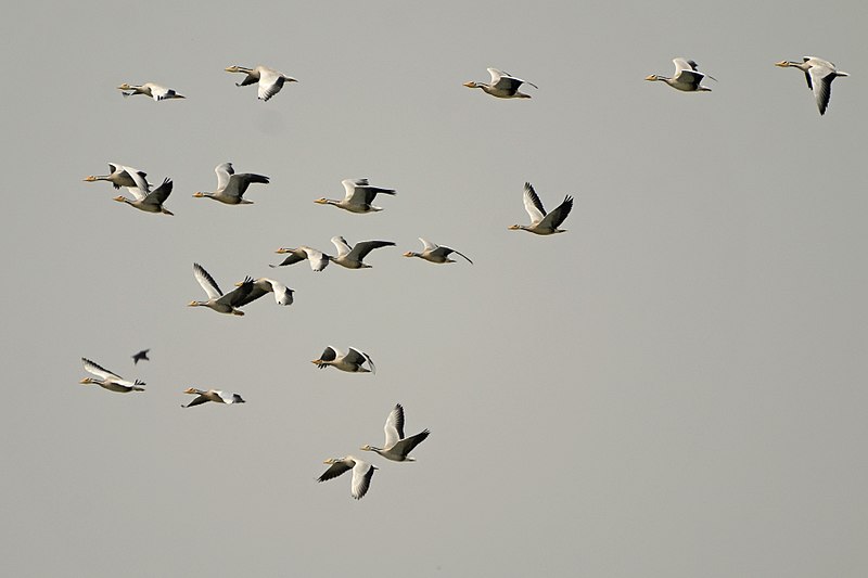 Karaivetti Bird Sanctuary