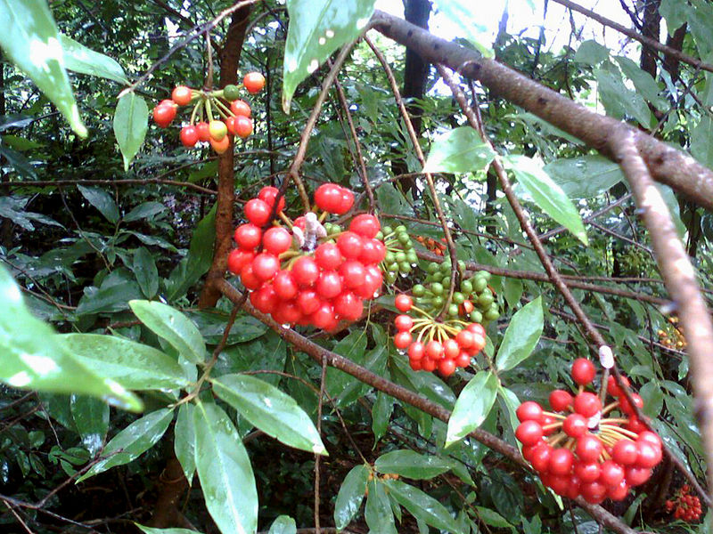 Kambalakonda Wildlife Sanctuary