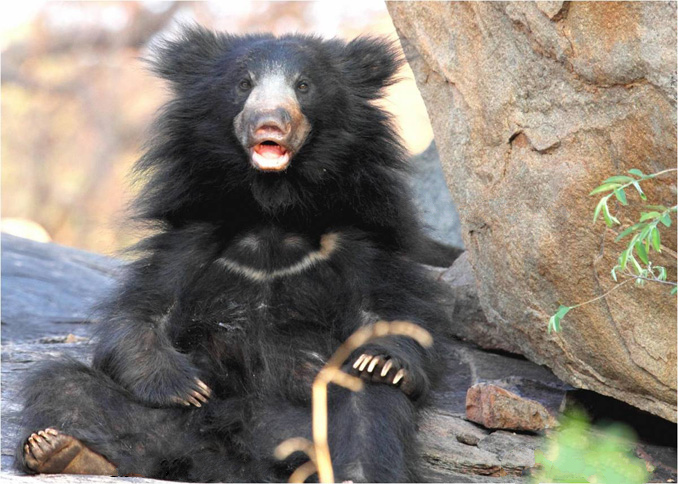 Agra Bear Rescue Facility