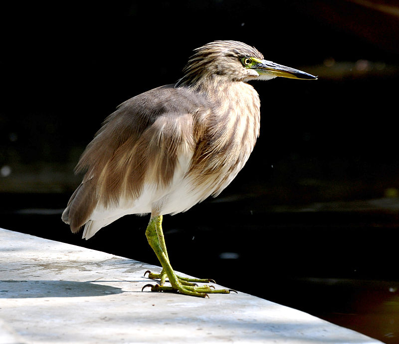 Allen Forest Zoo