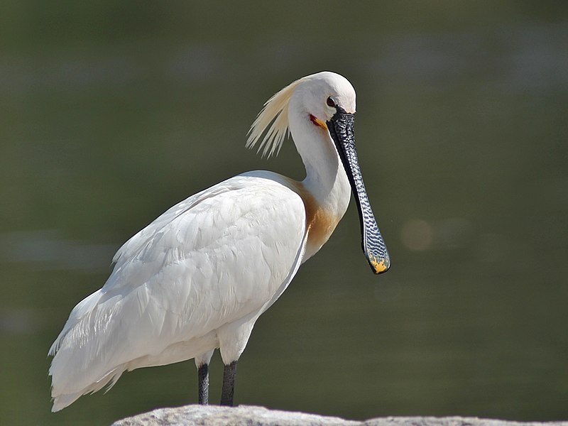 Ranganathittu Bird Sanctuary