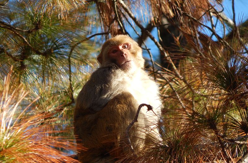 Parque nacional de Betla