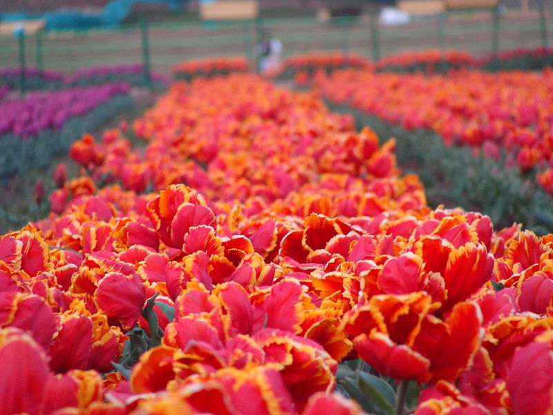 Indira Gandhi Memorial Tulip Garden
