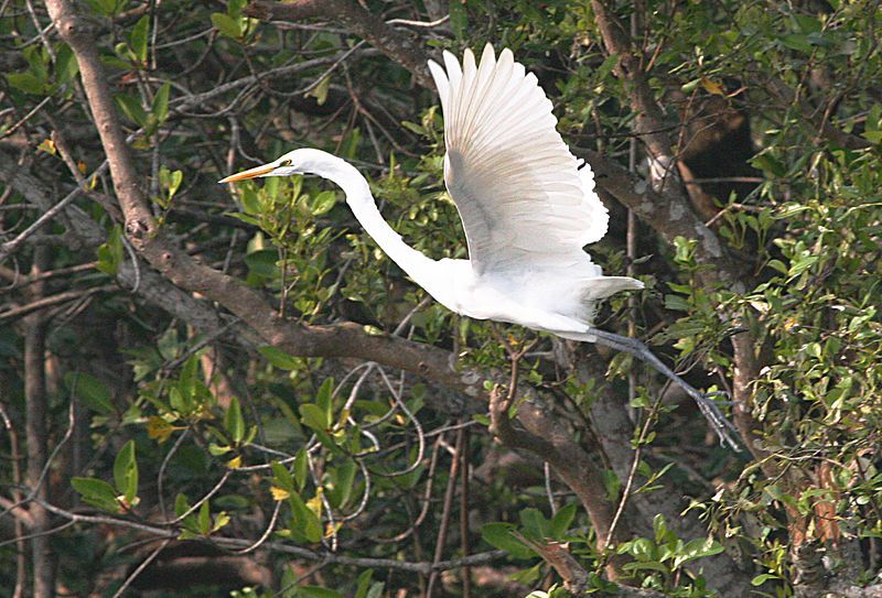 Sajnekhali Wildlife Sanctuary