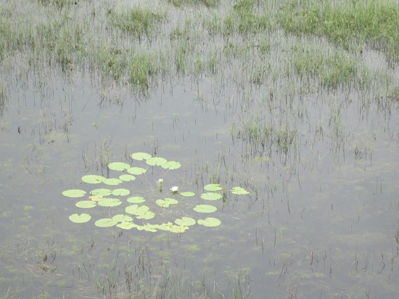 Vaduvoor Bird Sanctuary