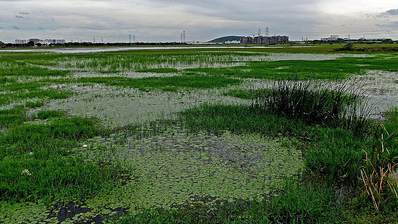 Pallikaranai wetland