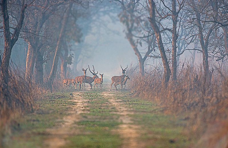 Dudhwa-Nationalpark