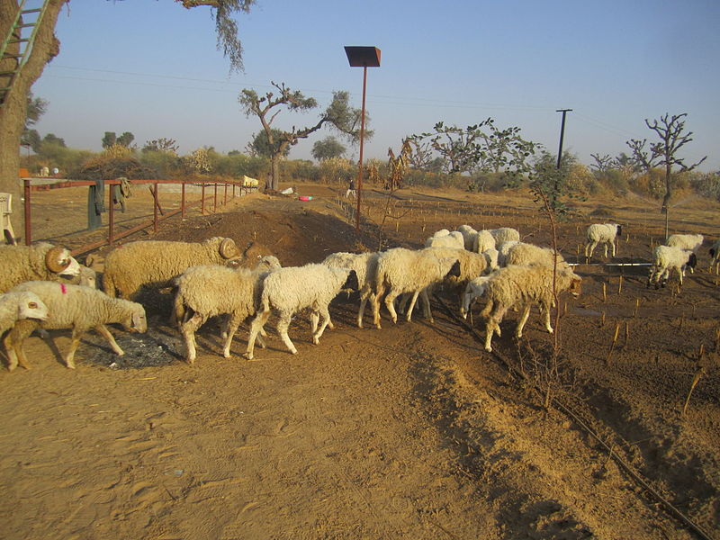Central Sheep and Wool Research Institute