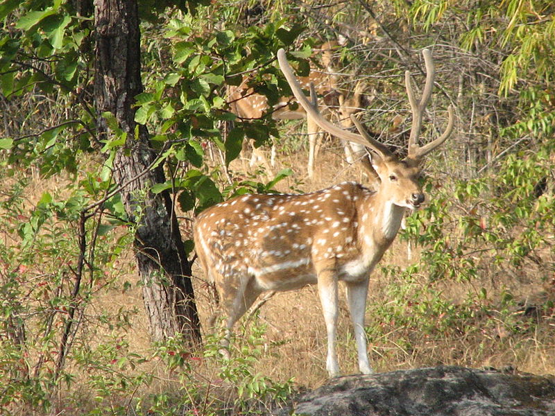 Parque nacional de Bandhavgarh
