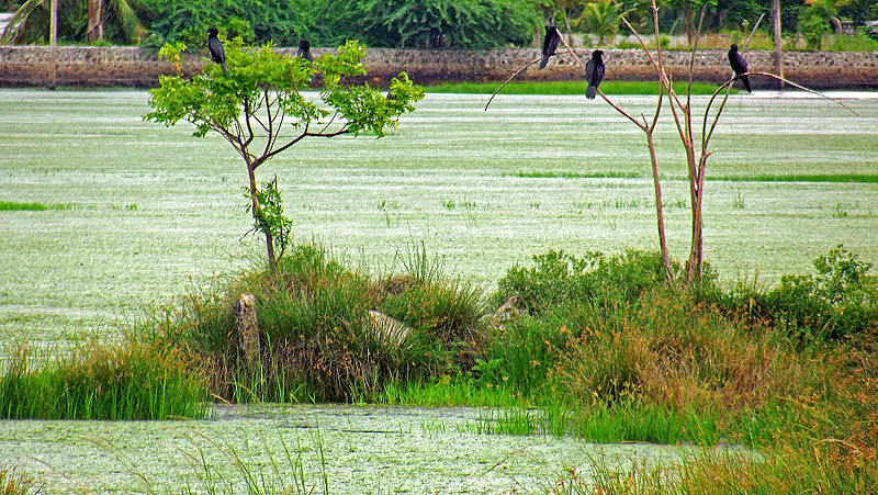 Pallikaranai wetland