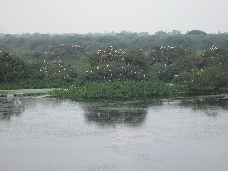 Vaduvoor Bird Sanctuary