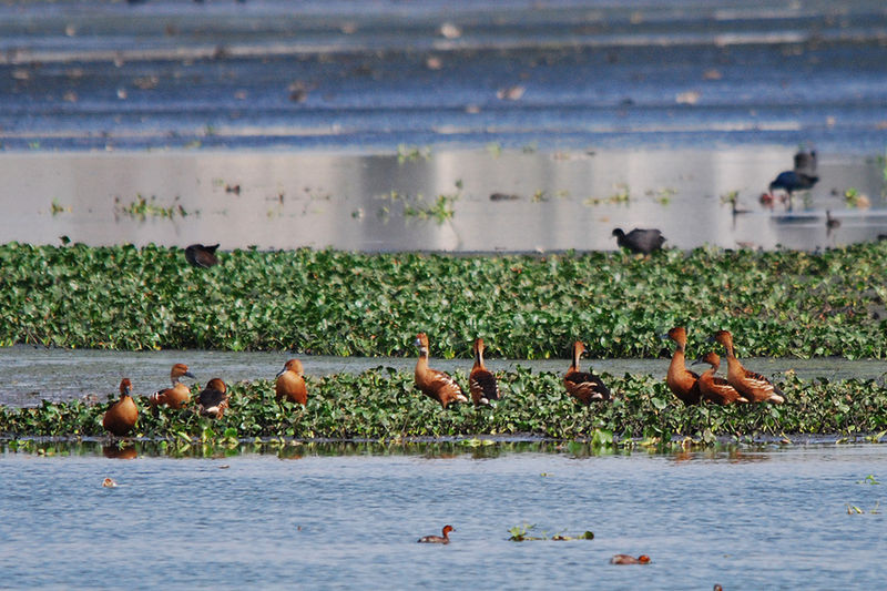 Pallikaranai wetland