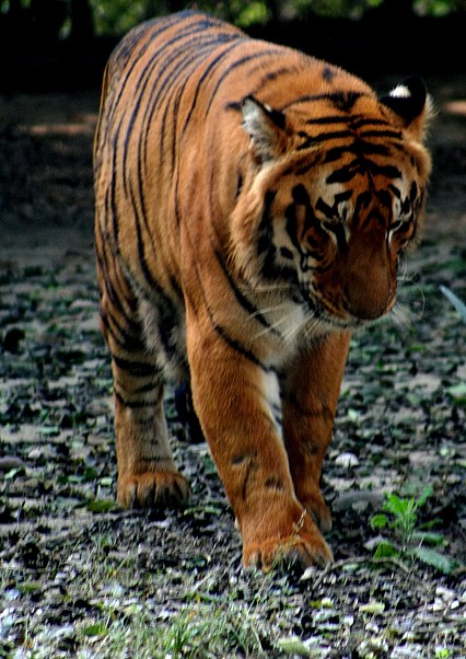 Kanpur Zoological Park