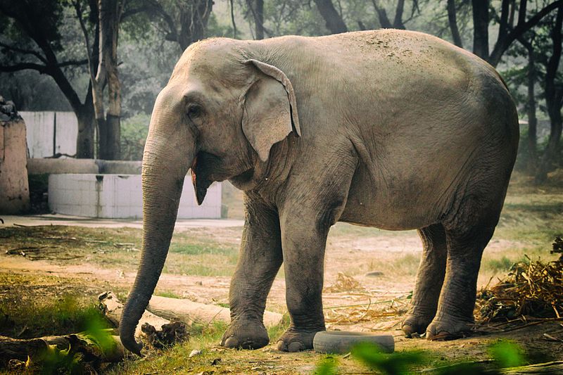 Parc zoologique national de Delhi