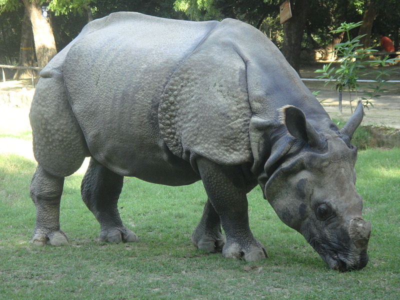 Allen Forest Zoo