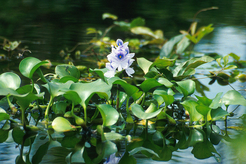 Kanjli Wetland