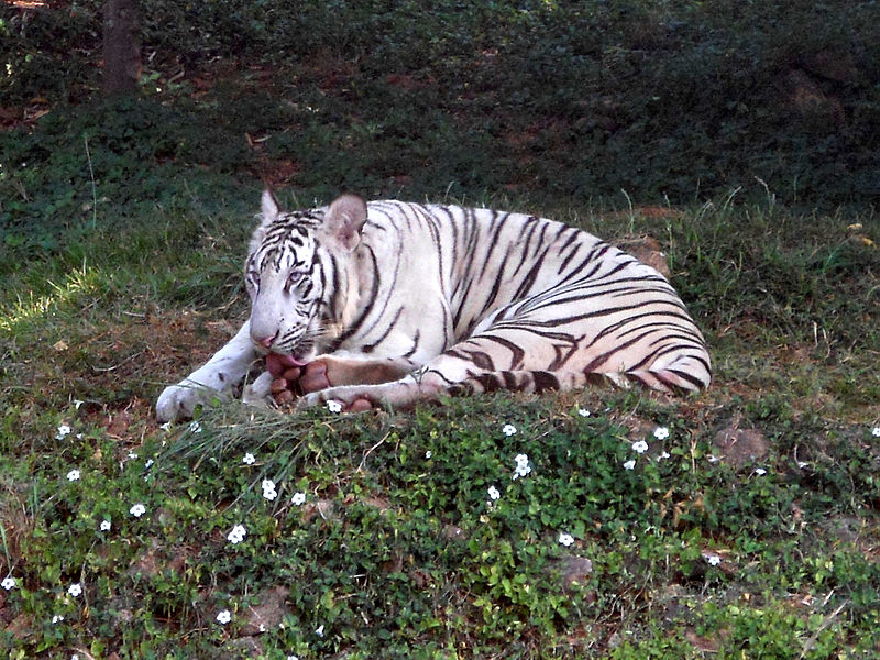 Parque zoológico de Indira Gandhi