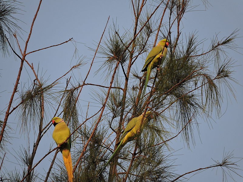 Parrot Bird Sanctuary