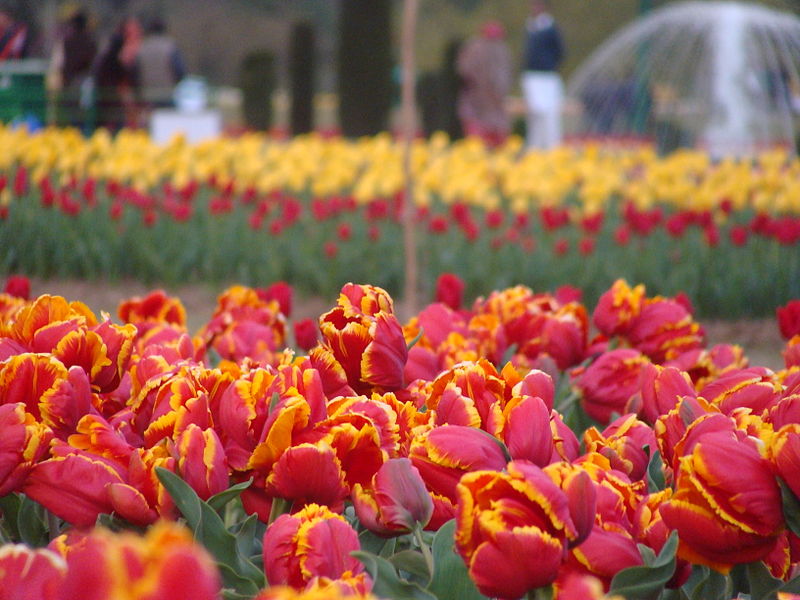 Jardín Conmemorativo de Tulipanes Indira Gandhi