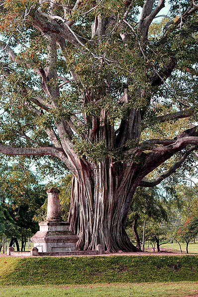 Drzewo Bodhi