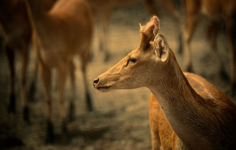 Dudhwa-Nationalpark