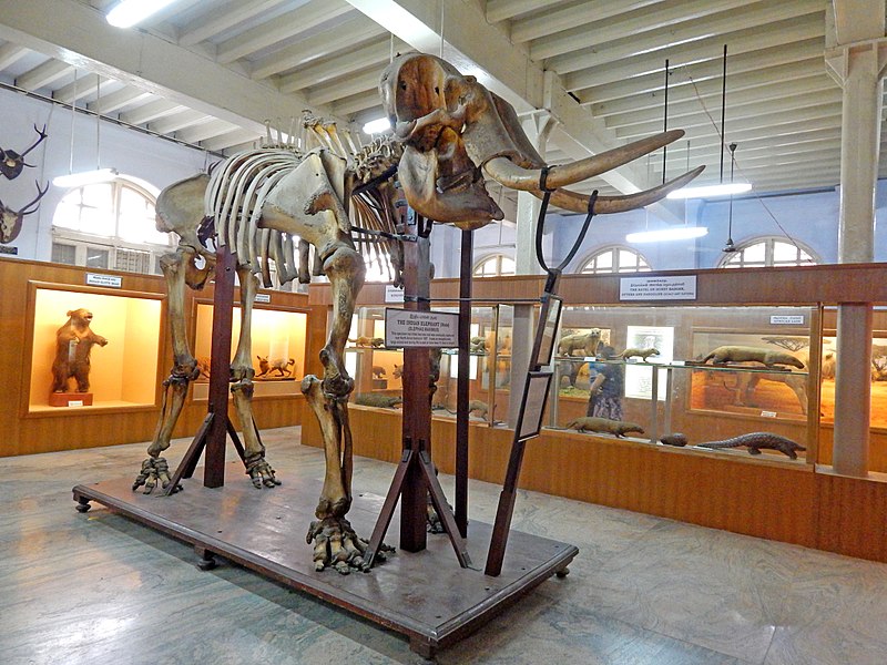 Musée gouvernemental de Madras