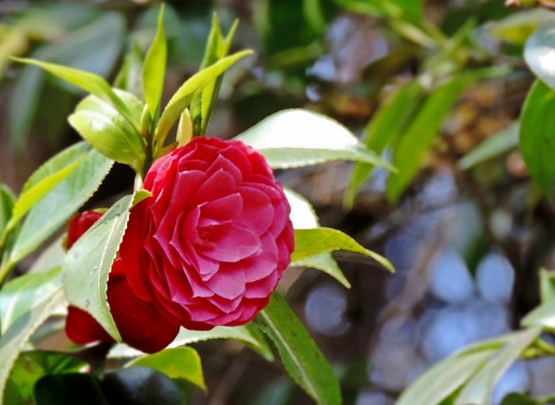 Jardin botanique de Darjeeling