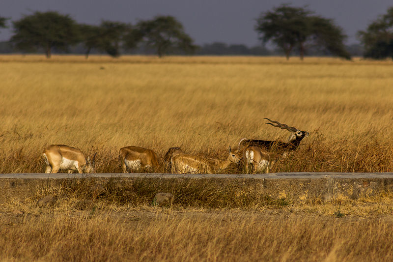 Parc national de Velavadar