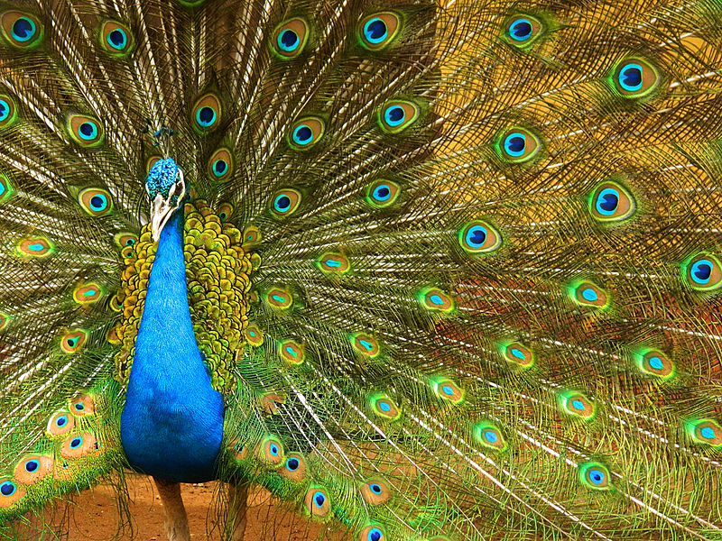 Assam State Zoo cum Botanical Garden