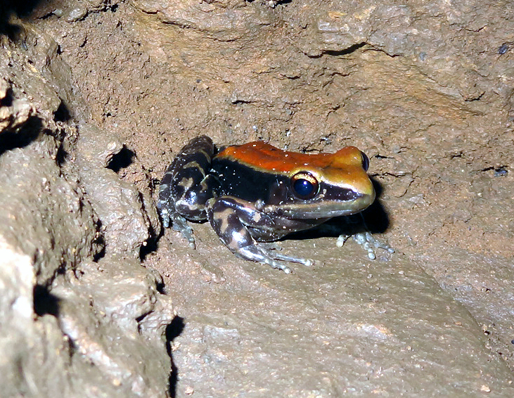 Kotumsar Cave