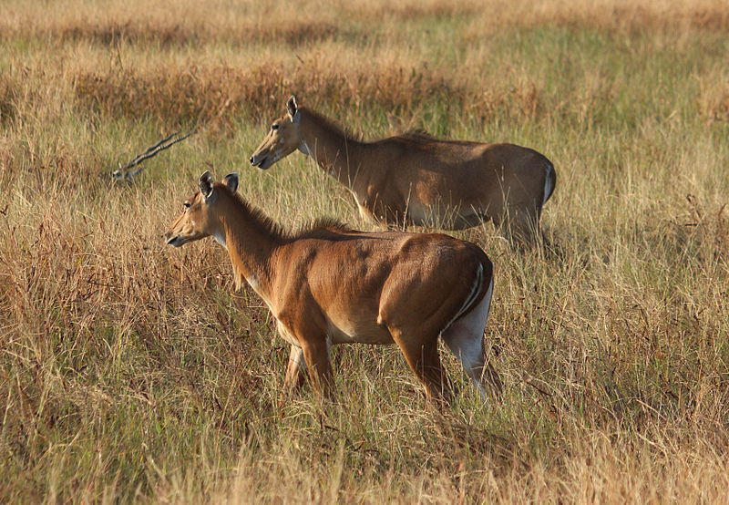 Park Narodowy Blackbuck