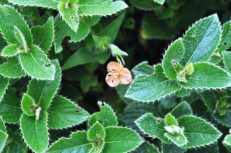 Kaas plateau